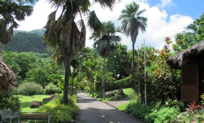 Connecting with This Island Paradise Called Jamaica